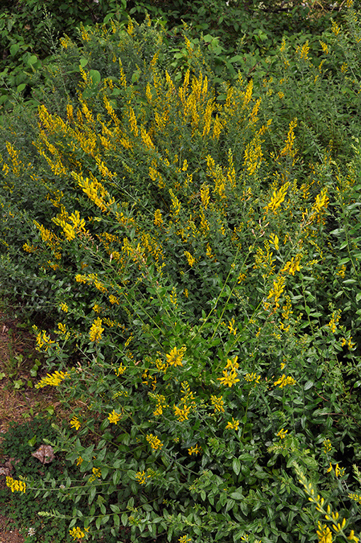 Genista_tinctoria_LP0275_04_Langford_Lakes