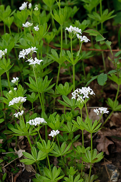 Galium_odoratum_LP0621_05_Frylands_Wood