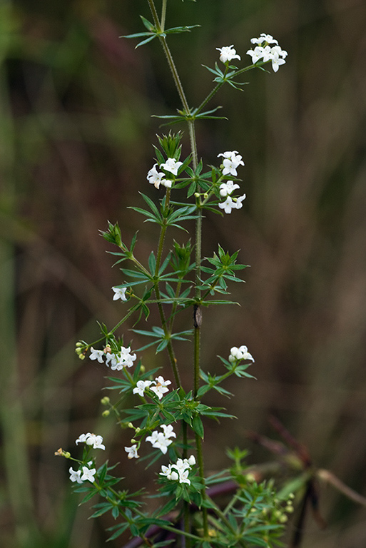 Galium_uliginosum_LP0184_56_Shalford