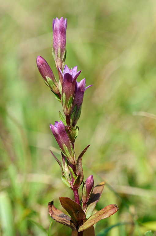 Gentianella_amarella_LP0482_05_Denbies_Hillside