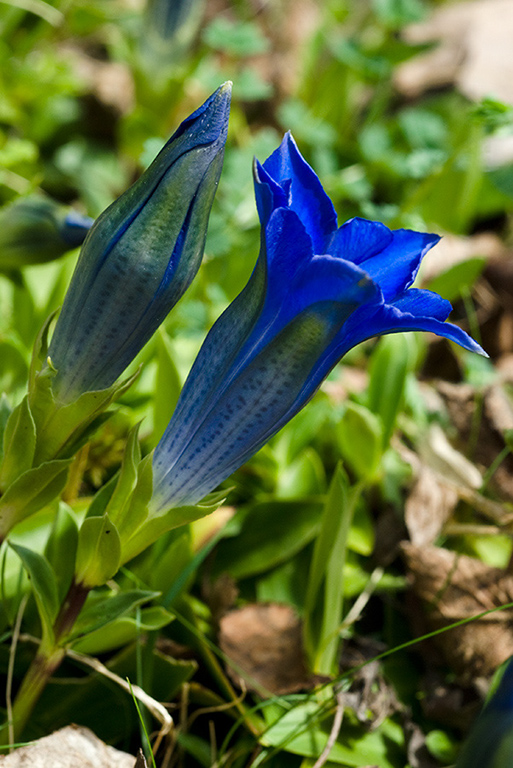 Gentiana_acaulis_LP0200_01_Buckland