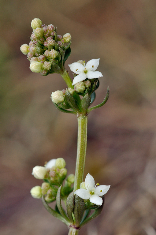 Galium_saxatile_LP0229_36_Bagshot_Heath