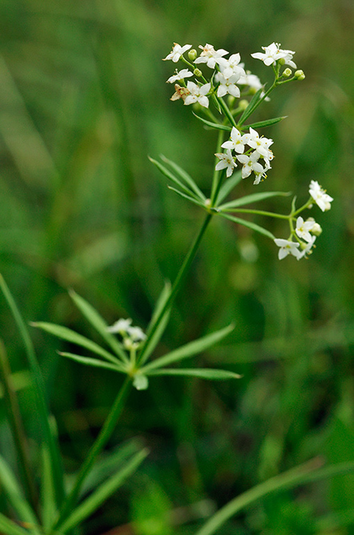 Galium_pumilum_LP0244_45_Reigate