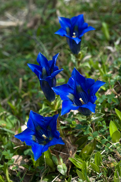 Gentiana_acaulis_LP0114_04_Buckland