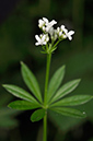 Galium_odoratum_LP0270_38_Nower_Wood