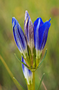 Gentiana_pneumonanthe_LP0596_29_Chobham_Common