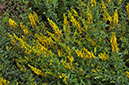 Genista_tinctoria_LP0275_05_Langford_Lakes