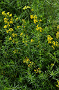 Galium_verum_LP0255_72_Tilford