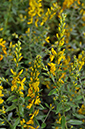 Genista_tinctoria_LP0275_08_Langford_Lakes