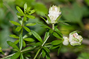 Galium_uliginosum_galls_LP0221_21_Henley_Park