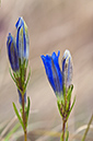 Gentiana_pneumonanthe_LP0596_17_Chobham_Common