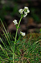 Galium_saxatile_LP0232_63_Horsell_Common