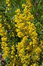 Galium_verum_LP0636_03_Nutfield_Marsh