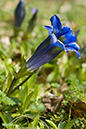 Gentiana_acaulis_LP0112_15_Buckland