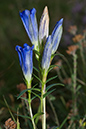 Gentiana_pneumonanthe_LP0080_08_Ashdown_Forest