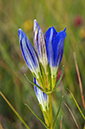 Gentiana_pneumonanthe_LP0596_27_Chobham_Common