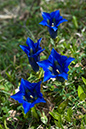 Gentiana_acaulis_LP0114_04_Buckland