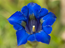 Gentiana_acaulis_LP0200_37_Buckland