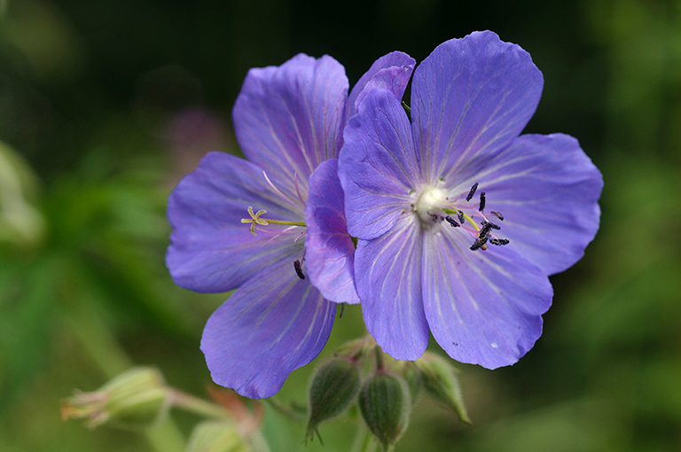 Geranium_pratense_LP0633_14_South_Croydon