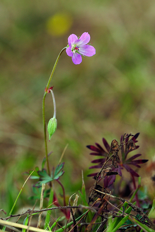 Geranium_columbinum_LP0378_43_Dorking