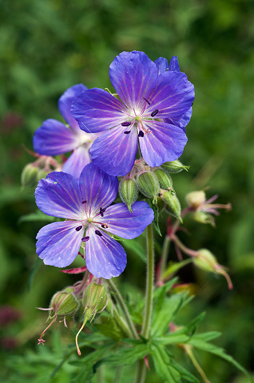 Geranium_pratense_LP0633_01_South_Croydon