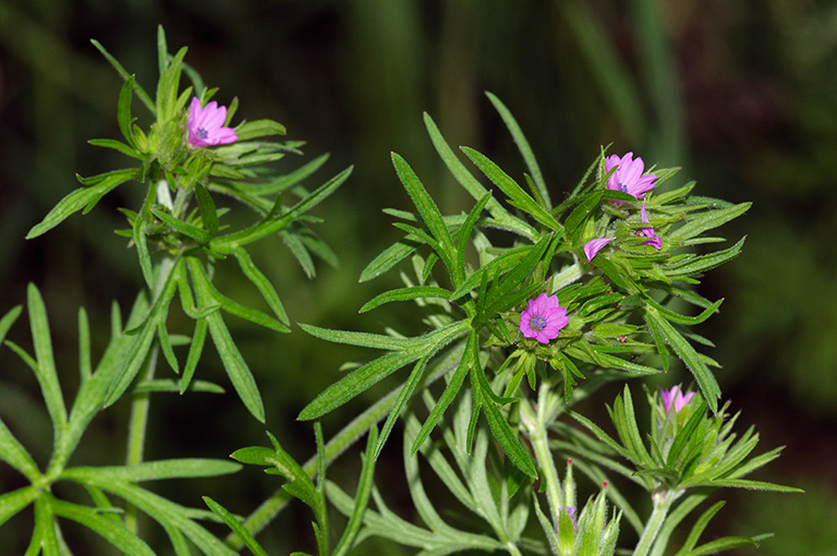 Geranium_dissectum_LP0533_05_Weybridge