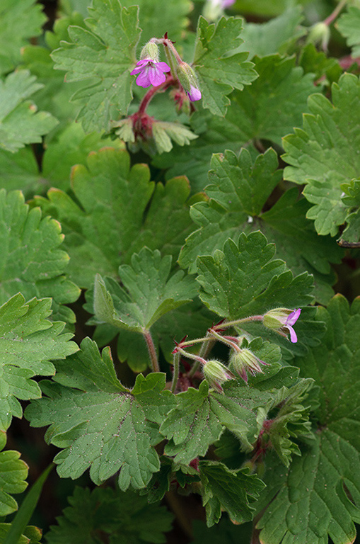 Geranium_rotundifolium_LP0523_49_Seale