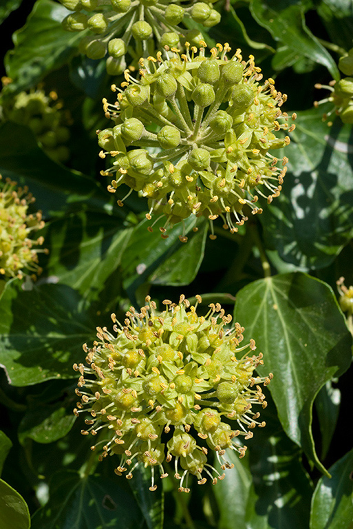 Hedera_helix_LP0029_13_Send