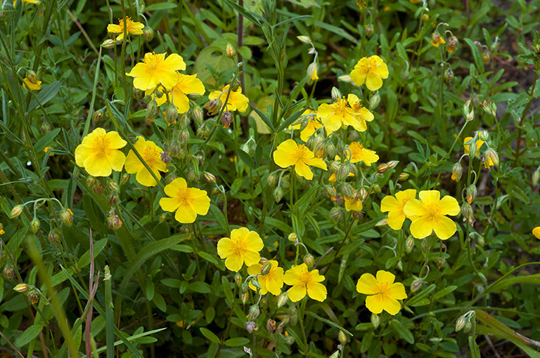 Helianthemum_nummularium_LP0681_16_Riddlesdown