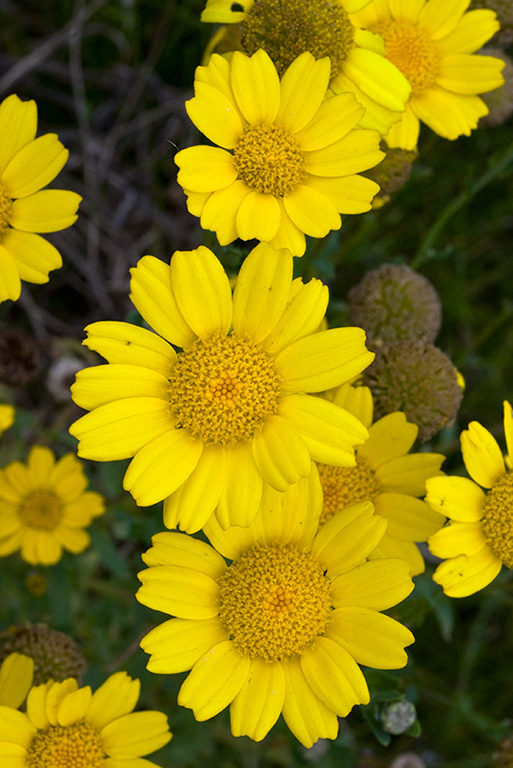 Glebionis_segetum_LP0224_47_Wisley