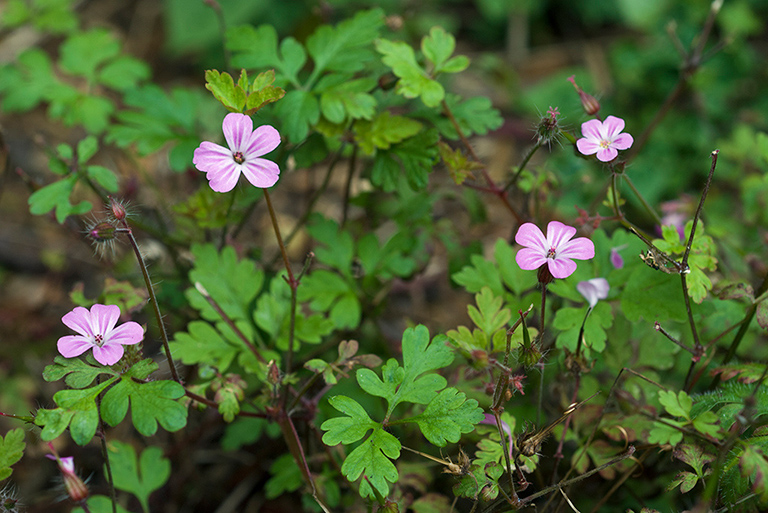 Geranium_robertianum_LP0028_06_Howell_Hill