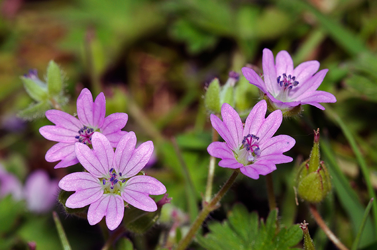 Geranium_pyrenaicum_LP0311_40_Hampton_Court