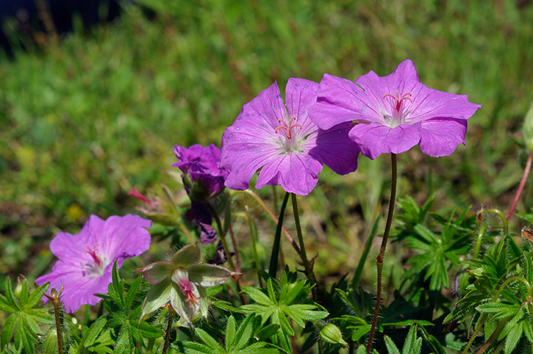 Geranium_sanguineuml_LP0313_097_Papercourt_Marshes