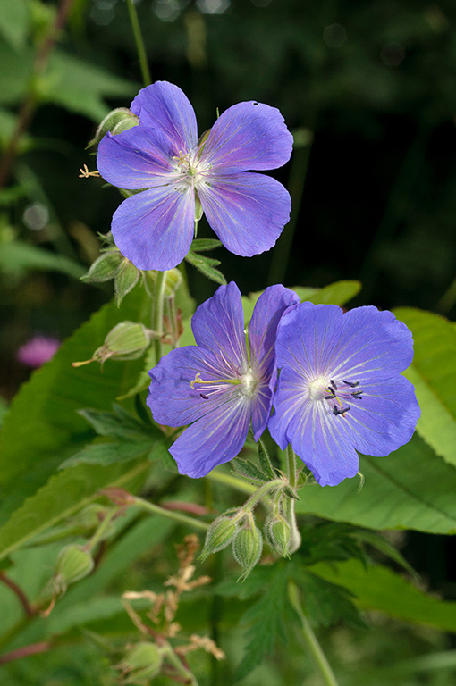 Geranium_pratense_LP0633_07_South_Croydon