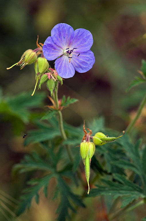 Geranium_pratense_LP0214_07_Hurst_Park