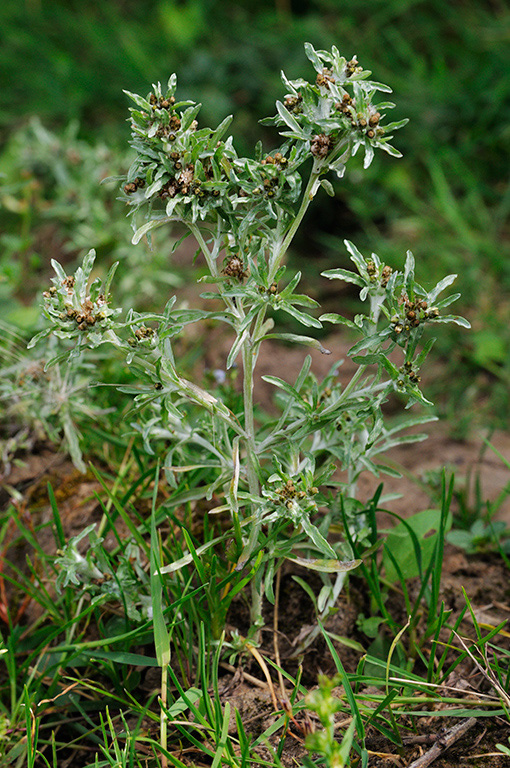 Gnaphalium_uliginosum_LP0417_06_East_Horsley