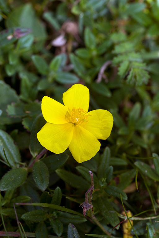 Helianthemum nummularium_LP0068_42_Headley_Heath