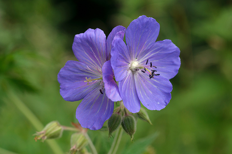 Geranium_pratense_LP0633_13_South_Croydon