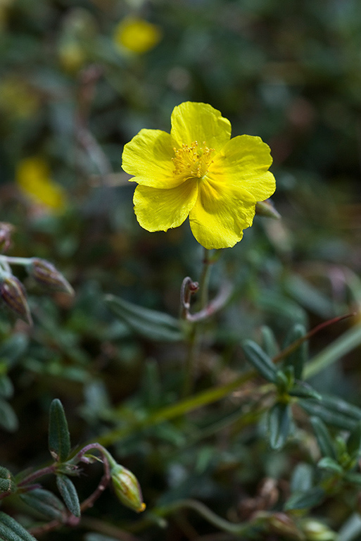 Helianthemum nummularium_LP0068_18_Headley_Heath