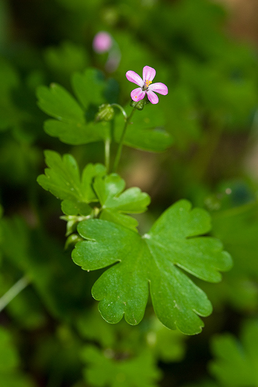 Geranium_lucidum_LP0127_13_Puttenham