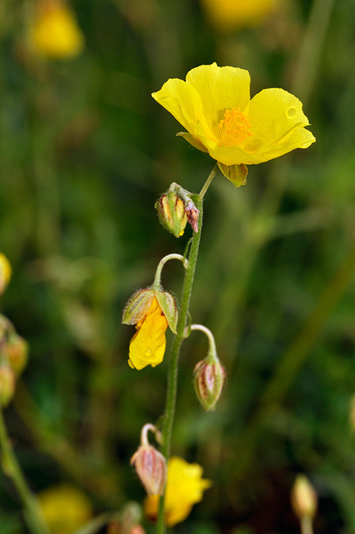 Helianthemum_nummularium_LP0274_40_Riddlesdown