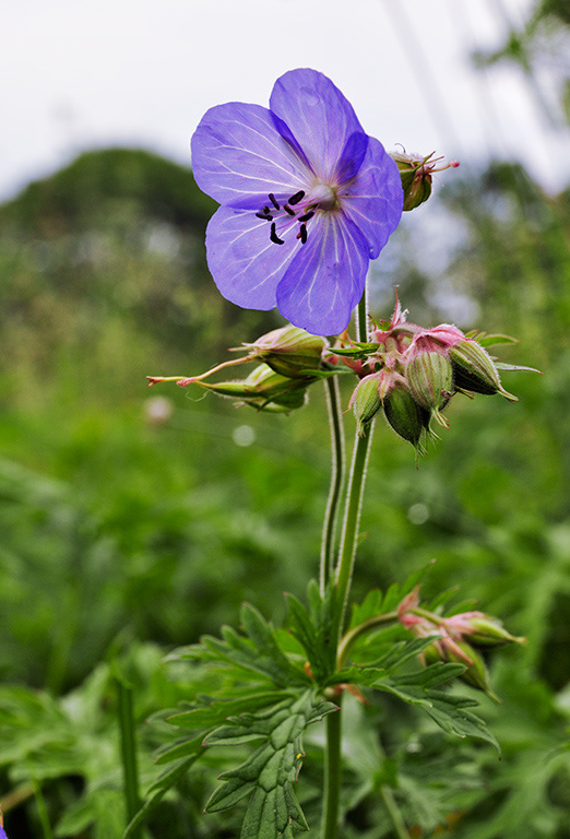 Geranium_pratense_LP0407_02_Hurst_Park