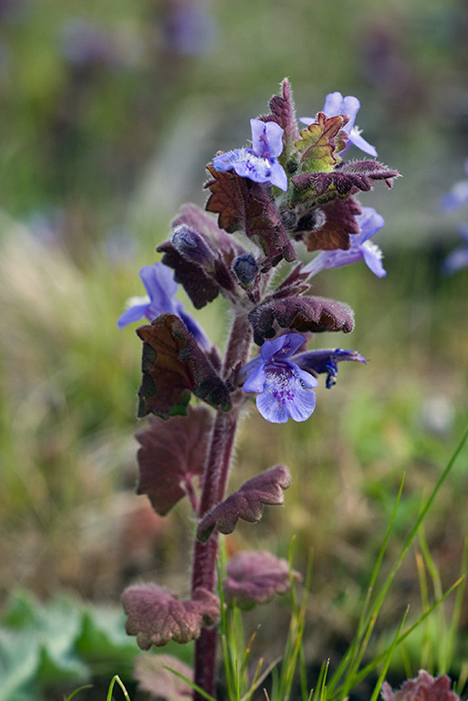 Glechoma_hederacea_LP0118_37_Hale_Common