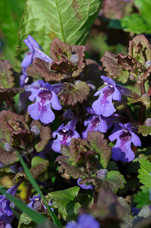 Glechoma_hederacea_LP0351_09_Hampton_Court