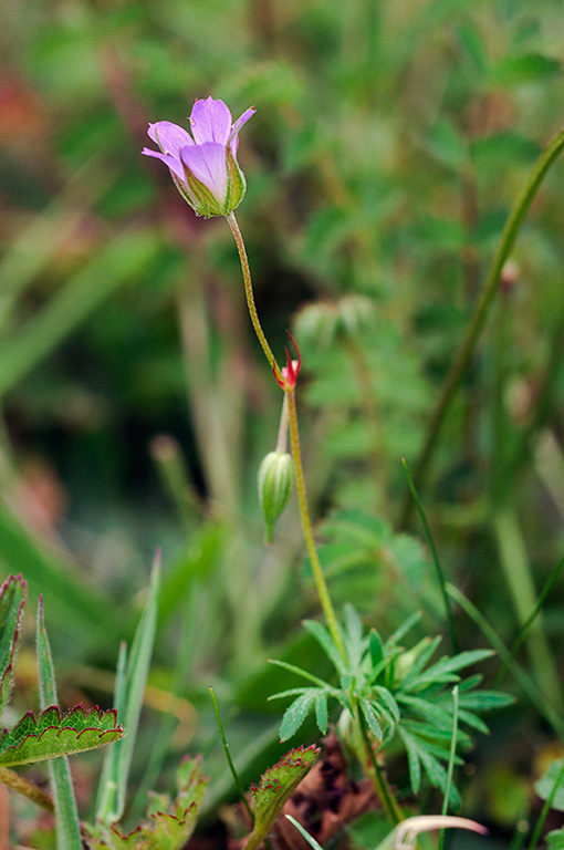 Geranium_columbinum_LP0534_02_Chipstead_Downs