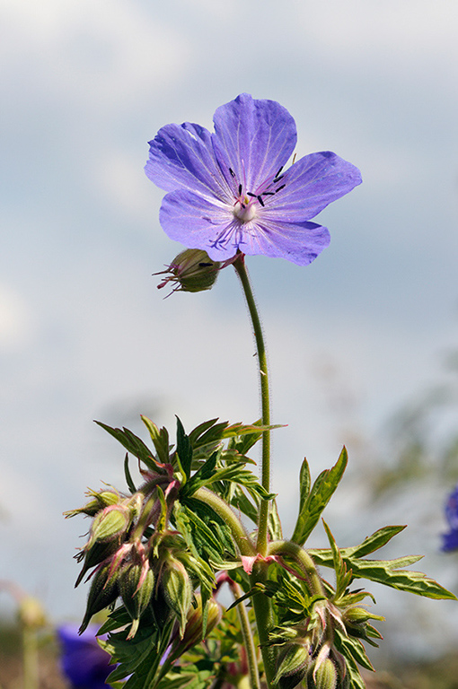 Geranium_pratense_LP0317_055_Hampton_Court