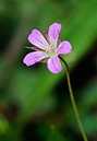 Geranium_columbinum_LP0534_06_Chipstead_Downs