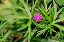 Geranium_dissectum_LP0313_008_Papercourt_Marshes