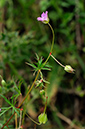 Geranium_columbinum_LP0368_36_Chelsham