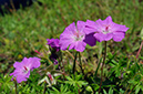 Geranium_sanguineuml_LP0313_097_Papercourt_Marshes